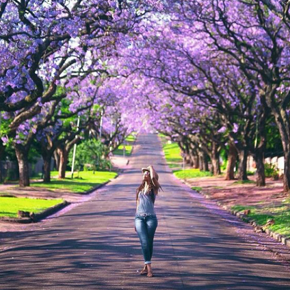 Lady-standing-between-Jacaranda-trees