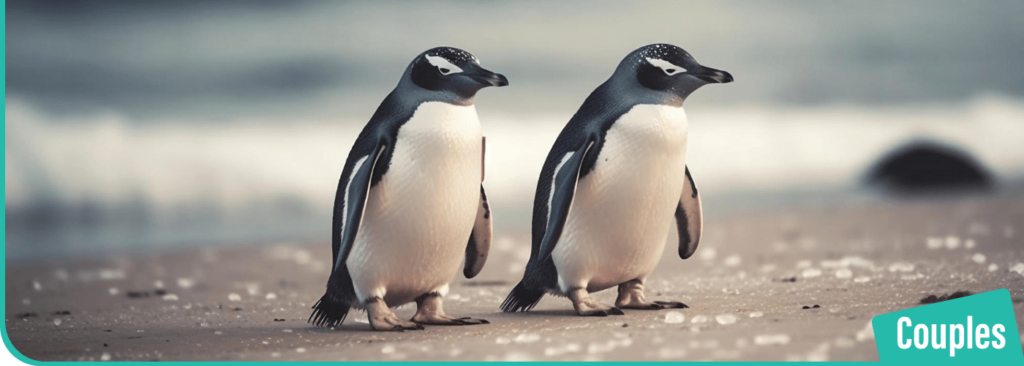 Penguins on a beach