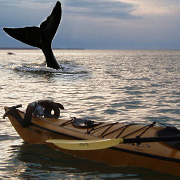 Whale-showing-its-tail-above-the-water